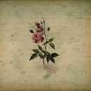 In the Pines - In the Pines