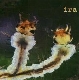Ira - The Body And The Soil